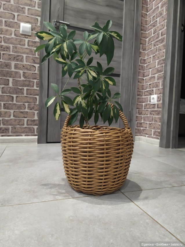 Ещё одно увлечение — Другие хобби и увлечения: сад (фото 4)