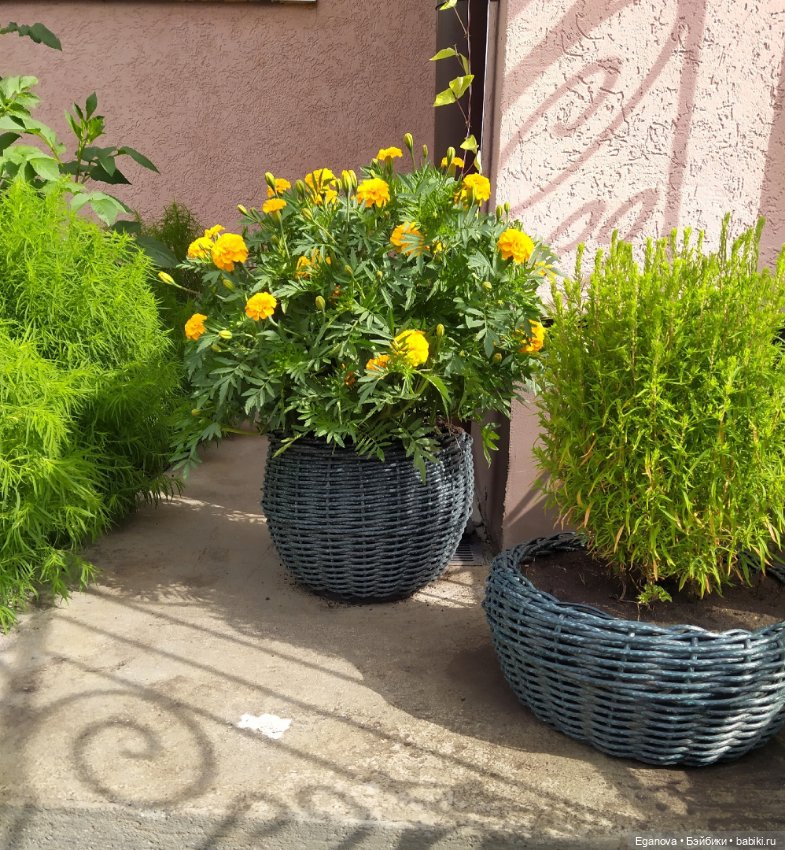 Ещё одно увлечение — Другие хобби и увлечения: сад (фото 5)