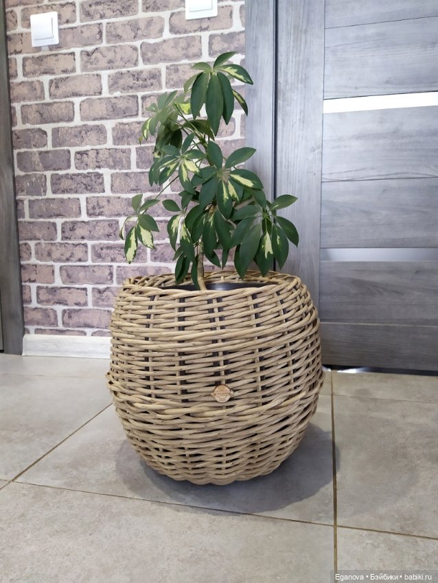 Ещё одно увлечение — Другие хобби и увлечения: сад (фото 3)