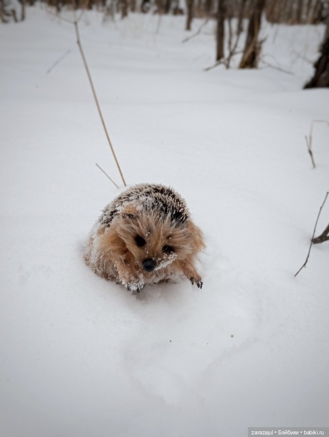 Поймала новое чудо — Авторские мишки Тедди и друзья: фото (фото 6)