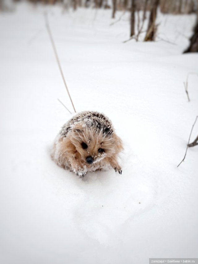 Поймала новое чудо — Авторские мишки Тедди и друзья: фото (фото 7)