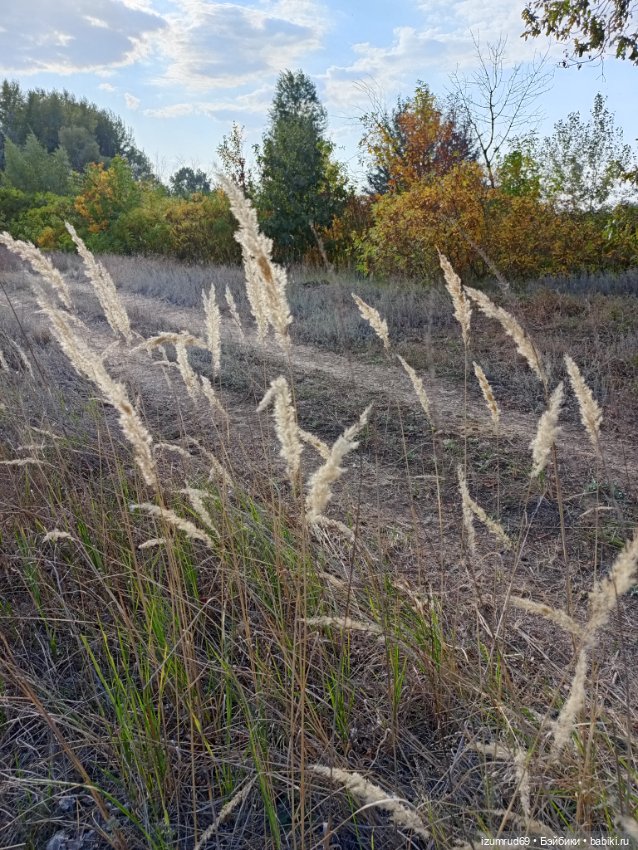 Осень в саду и в пойме 2023 (фото 6)