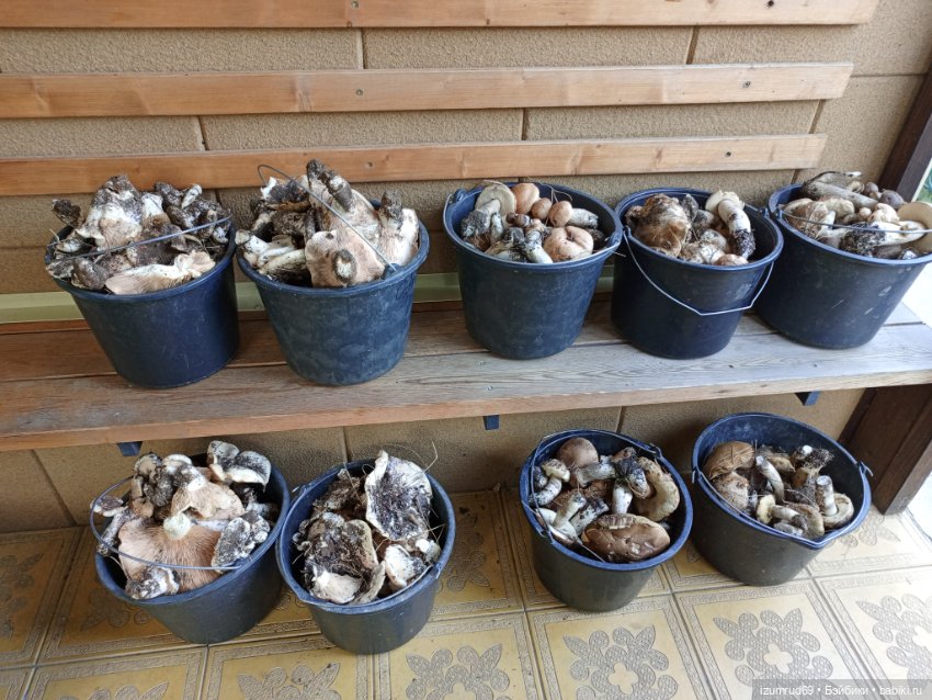 Осень в саду и в пойме 2023 (фото 7)