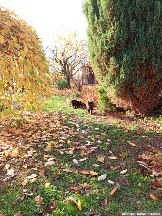 Осень в саду и в пойме 2023
