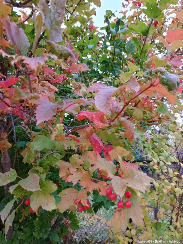 Осень в саду и в пойме 2023