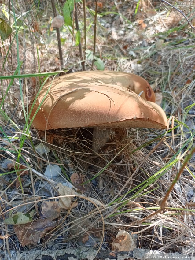 Осень в саду и в пойме 2023 (фото 2)
