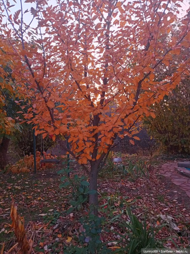 Осень в саду и в пойме 2023