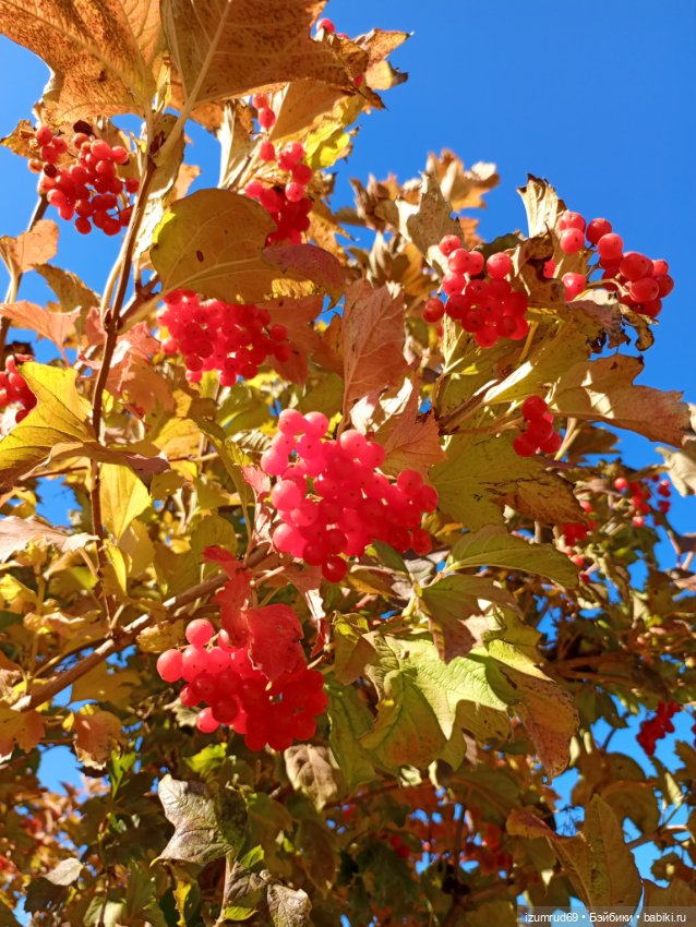 Осень в саду и в пойме 2023