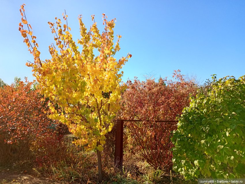 Осень в саду и в пойме 2023