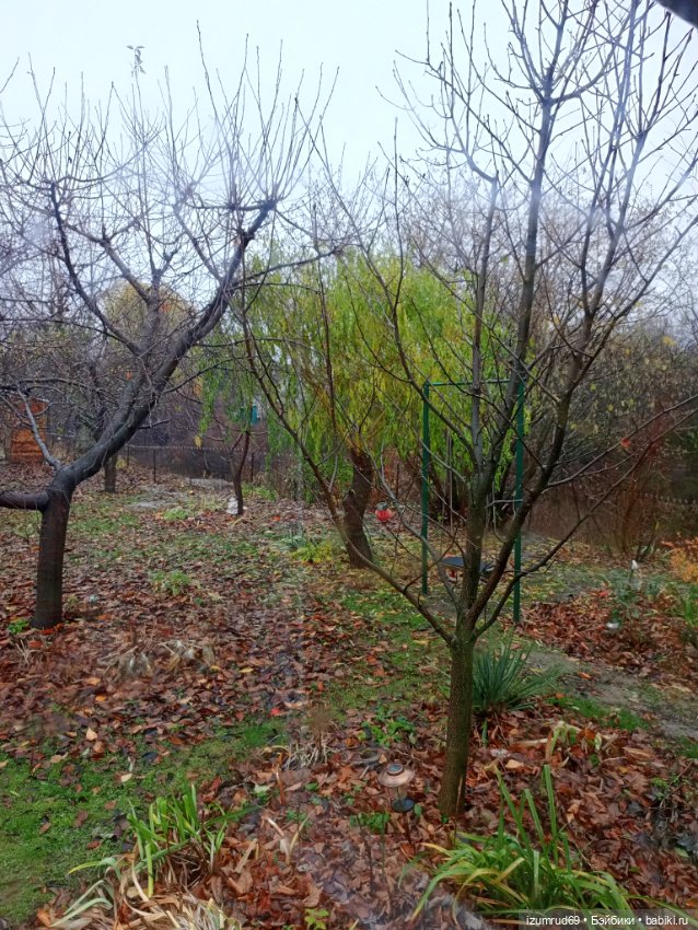 Осень в саду и в пойме 2023