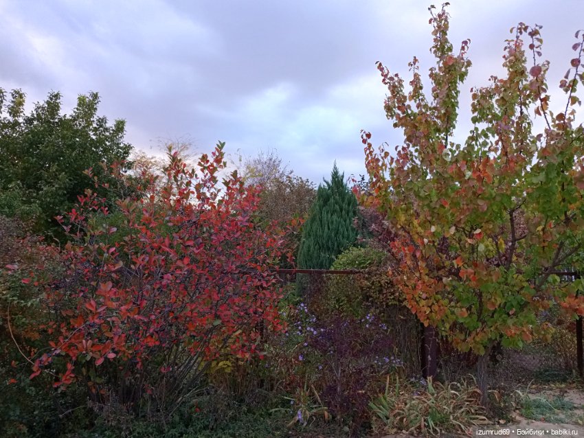 Осень в саду и в пойме 2023