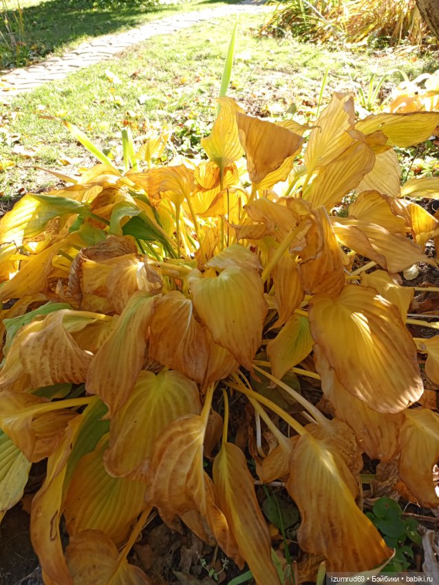 Осень в саду и в пойме 2023