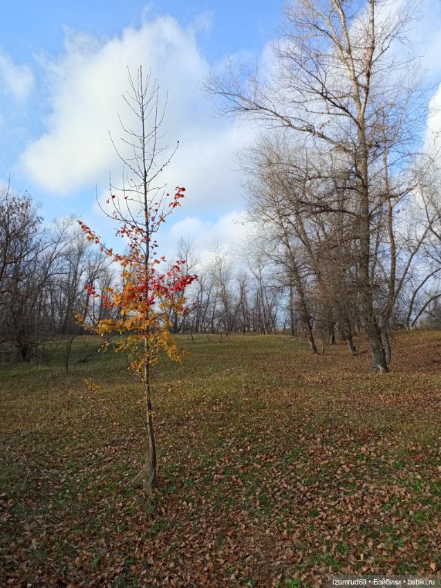 Осень в саду и в пойме 2023