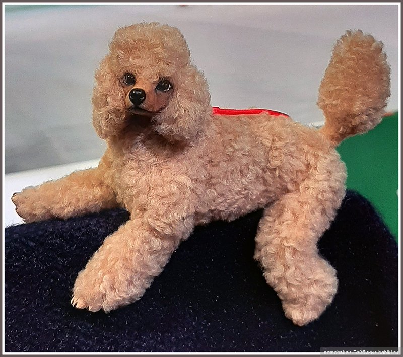 Мой Юбилей 12 лет! Выставка собак "Евразия 2023"