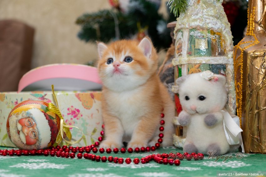 Новогодняя фотосесиия котиков (фото 7)