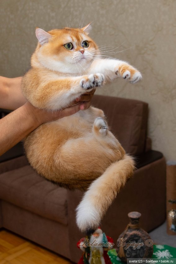 Новогодняя фотосесиия котиков