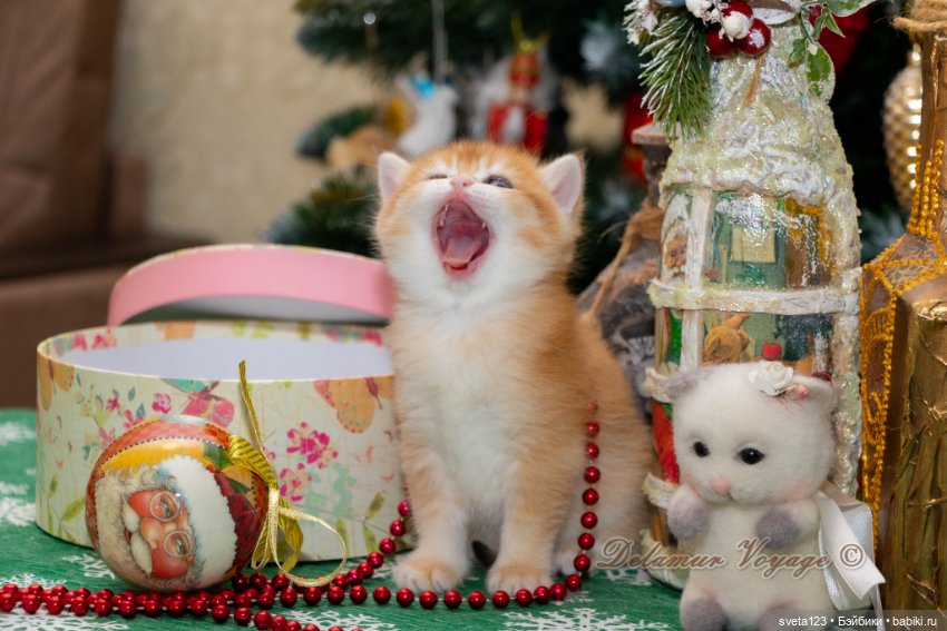 Новогодняя фотосесиия котиков (фото 8)