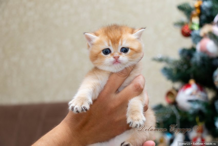 Новогодняя фотосесиия котиков (фото 4)