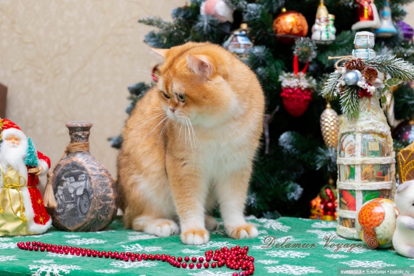 Новогодняя фотосесиия котиков