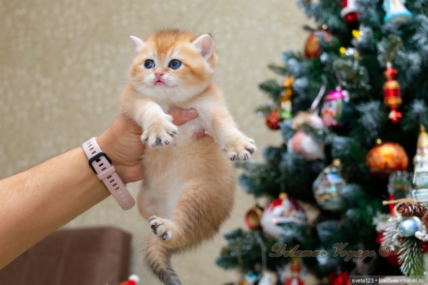 Новогодняя фотосесиия котиков (фото 3)