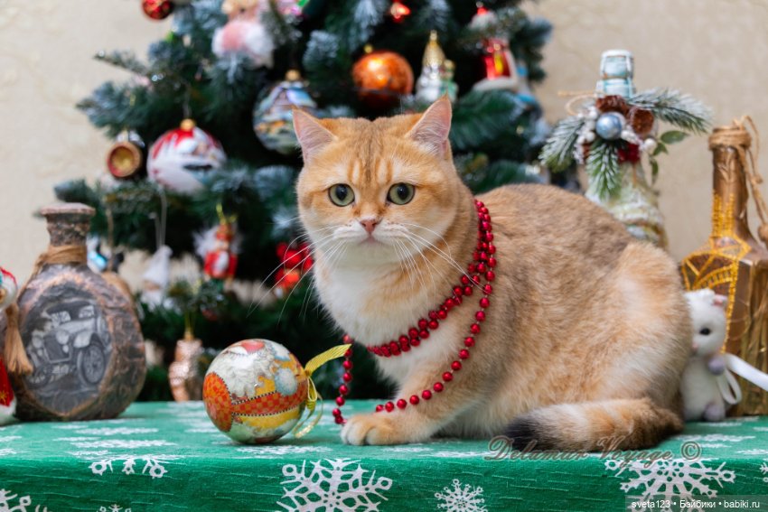 Новогодняя фотосесиия котиков