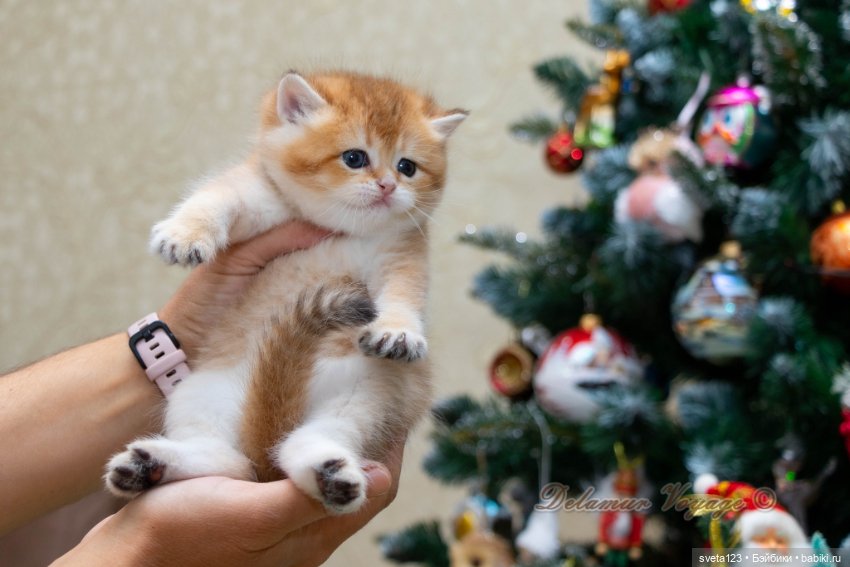 Новогодняя фотосесиия котиков (фото 10)