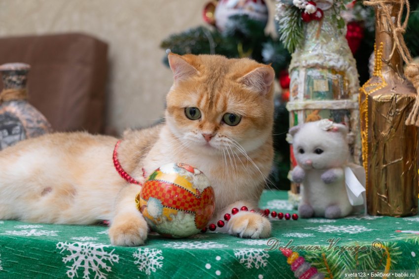Новогодняя фотосесиия котиков