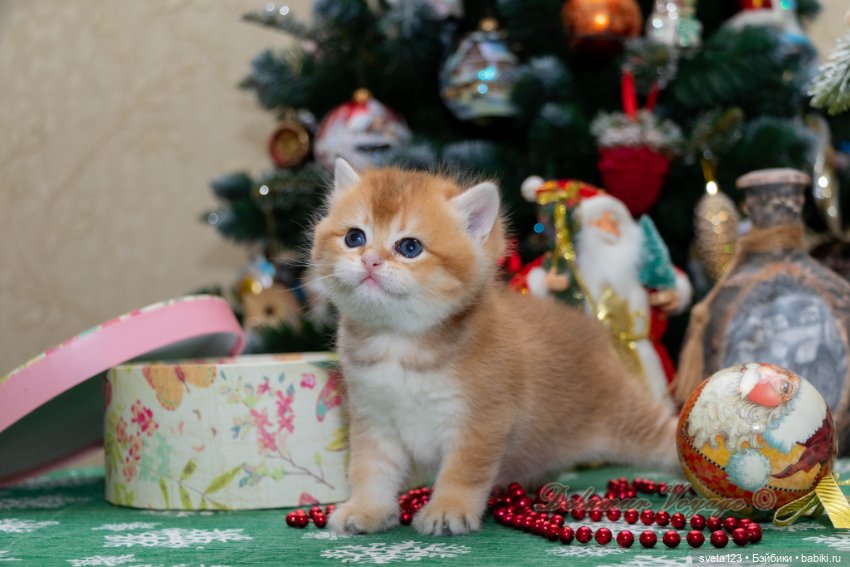 Новогодняя фотосесиия котиков (фото 9)