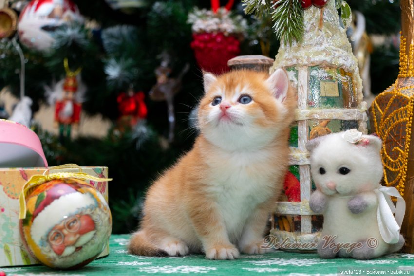 Новогодняя фотосесиия котиков (фото 5)