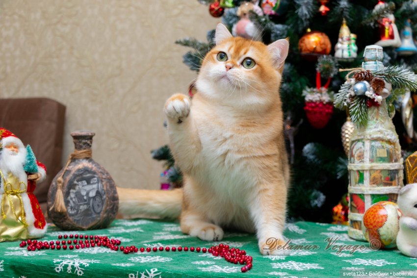 Новогодняя фотосесиия котиков