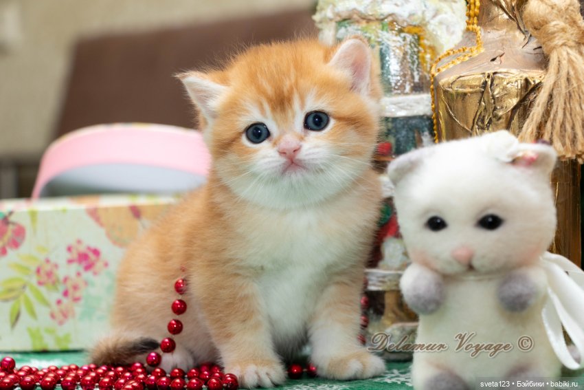 Новогодняя фотосесиия котиков (фото 6)