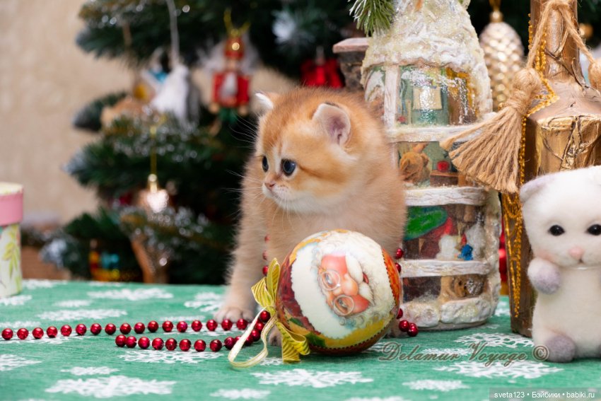 Новогодняя фотосесиия котиков (фото 2)