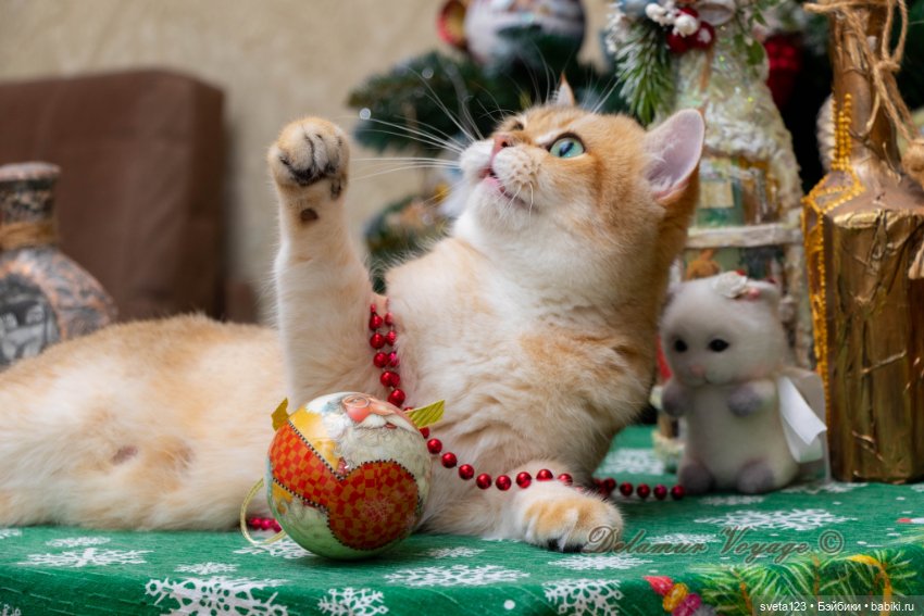 Новогодняя фотосесиия котиков