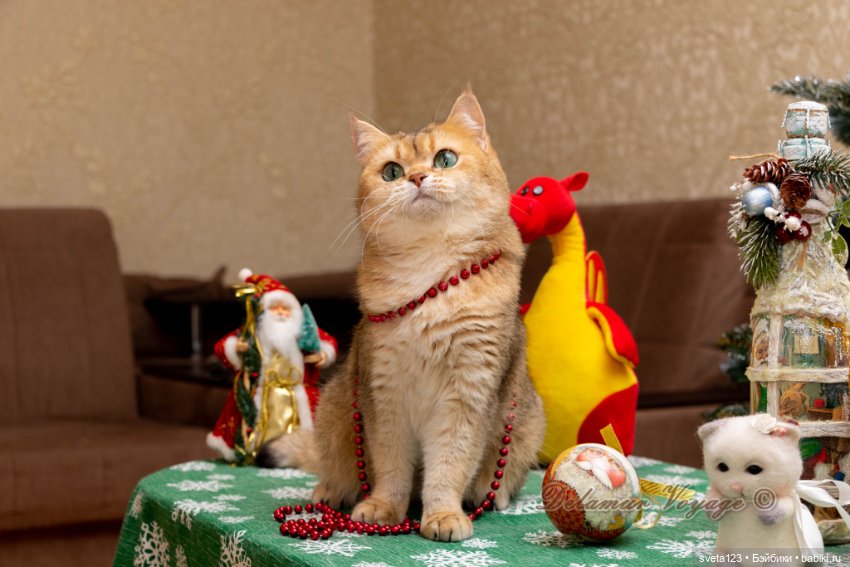 Новогодняя фотосесиия котиков