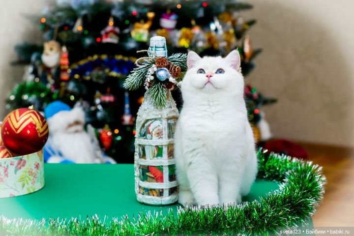 Новогодняя фотосесиия котиков