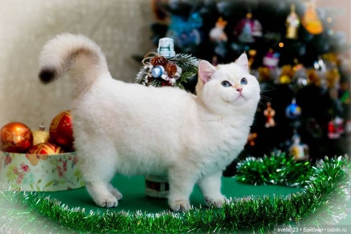 Новогодняя фотосесиия котиков