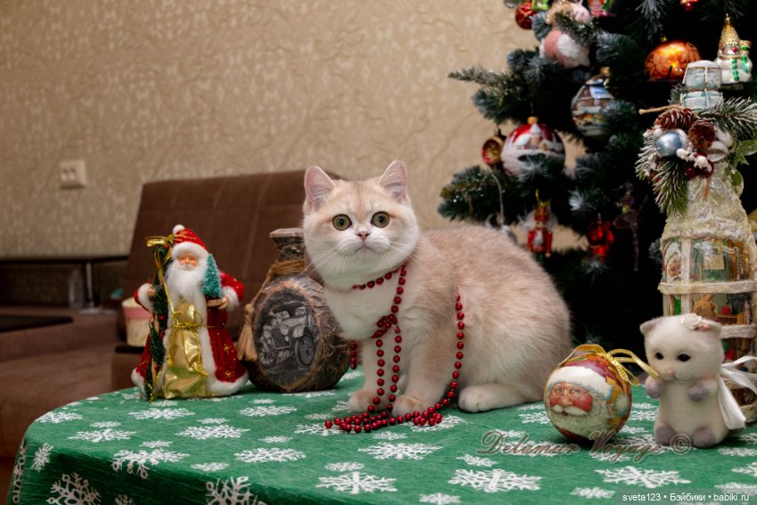 Новогодняя фотосесиия котиков