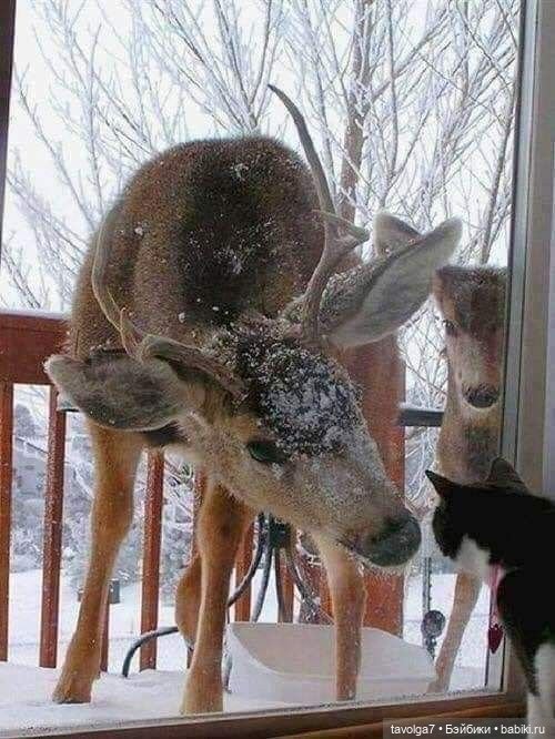 Хюгге, хипстеры и олени со свитерами