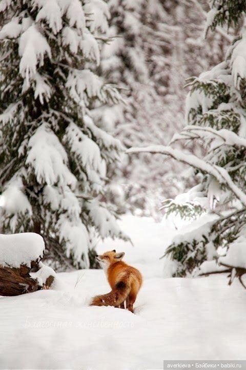 Елки - иголки — Новый год и Рождество: праздничные фото кукол (фото 9)