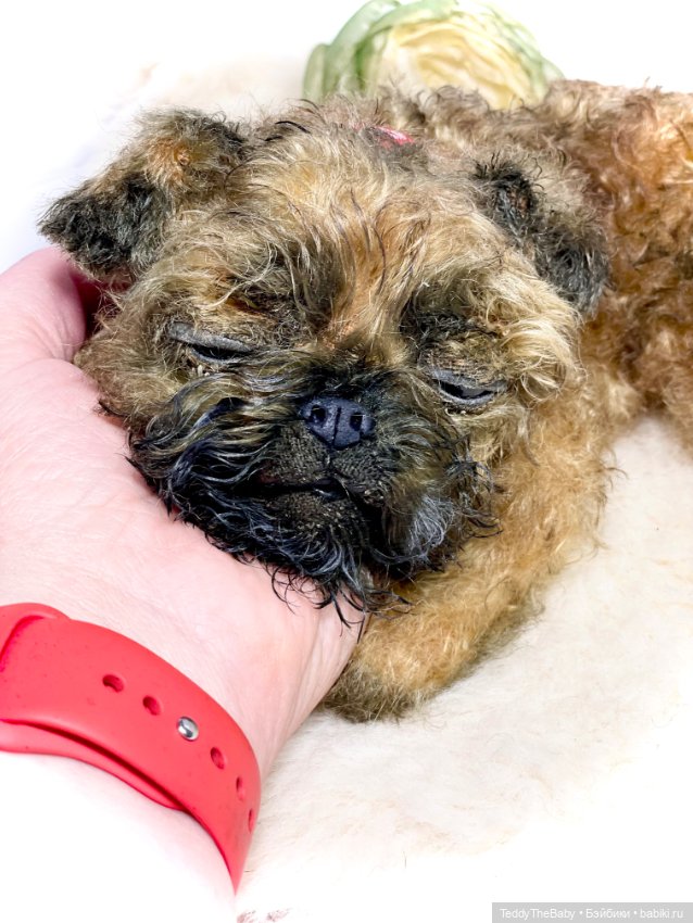 Коржик — Реалистичные игрушки и звери (Натюр): собаки