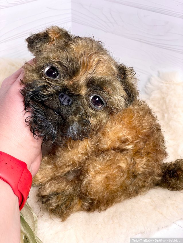 Коржик — Реалистичные игрушки и звери (Натюр): собаки (фото 5)