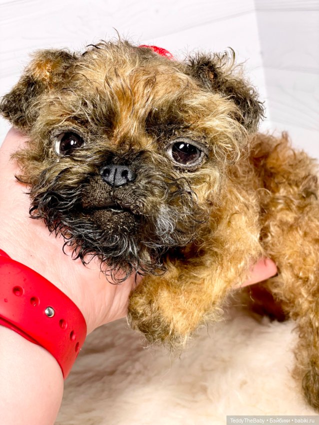 Коржик — Реалистичные игрушки и звери (Натюр): собаки