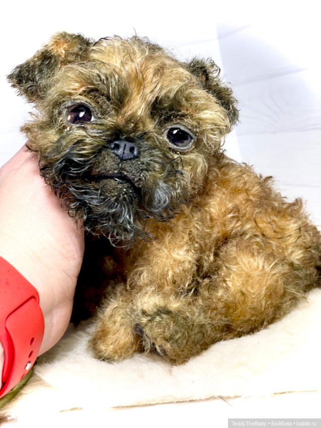 Коржик — Реалистичные игрушки и звери (Натюр): собаки