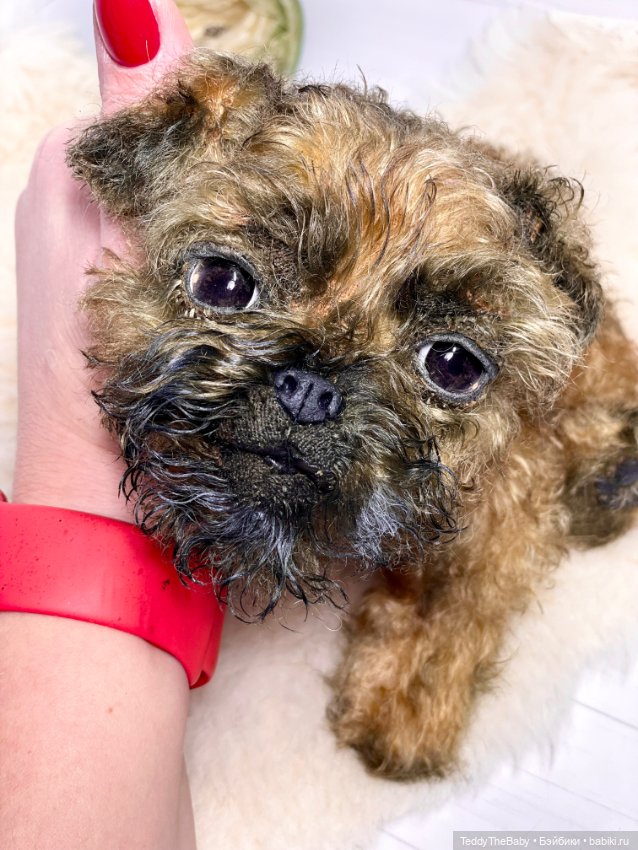 Коржик — Реалистичные игрушки и звери (Натюр): собаки