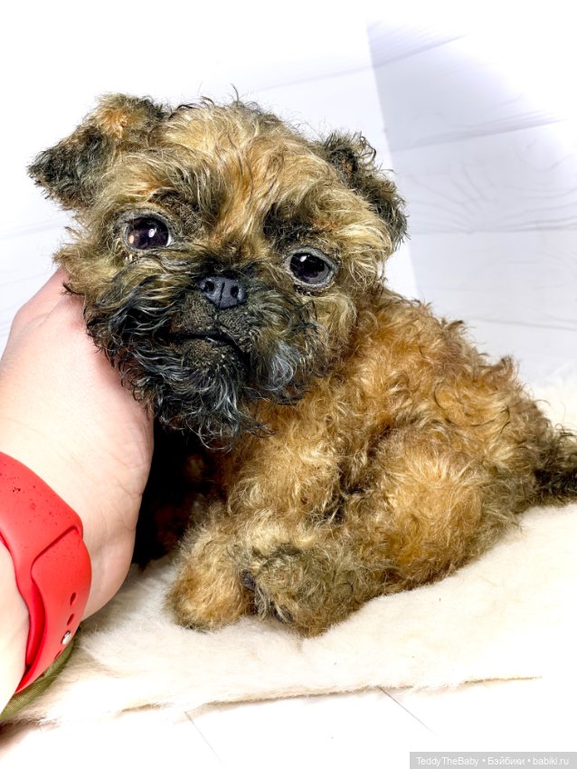 Коржик — Реалистичные игрушки и звери (Натюр): собаки