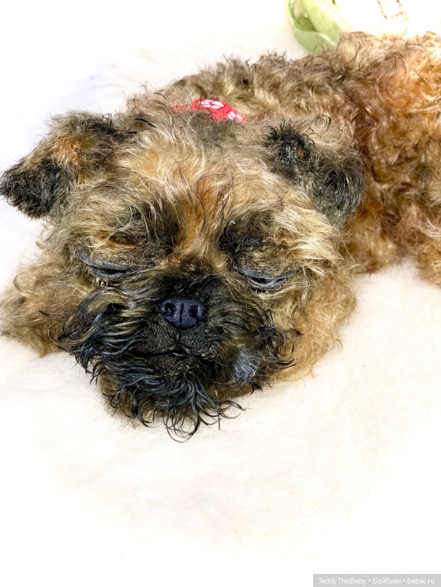 Коржик — Реалистичные игрушки и звери (Натюр): собаки