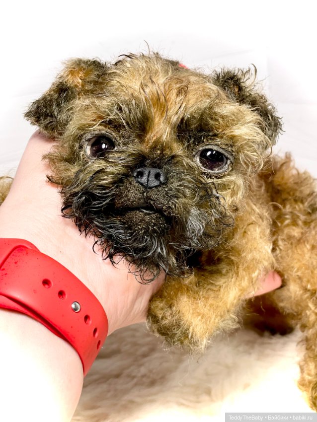 Коржик — Реалистичные игрушки и звери (Натюр): собаки