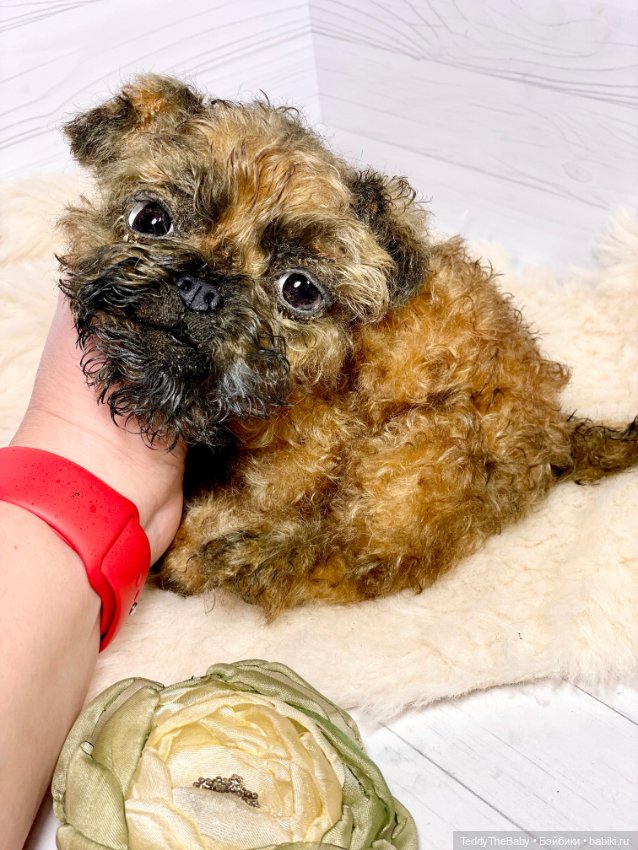 Коржик — Реалистичные игрушки и звери (Натюр): собаки (фото 4)