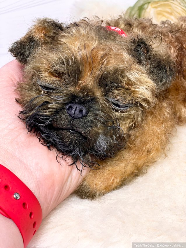 Коржик — Реалистичные игрушки и звери (Натюр): собаки