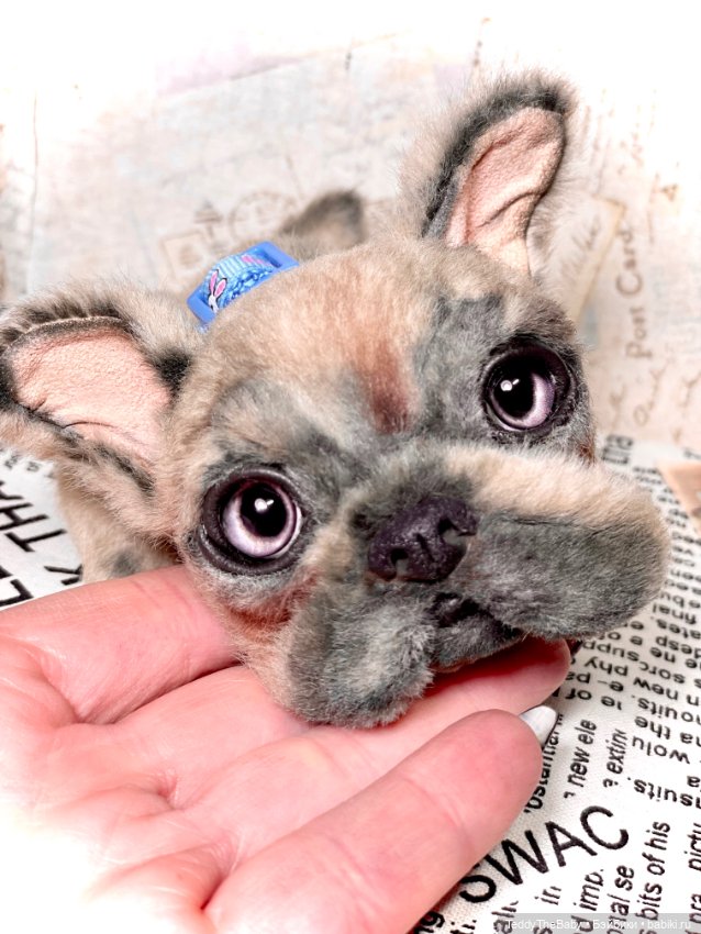 Рокси 🐶 — Реалистичные игрушки и звери (Натюр): собаки (фото 8)